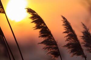 Sonnenuntergang blühen Schilf Blumen sich aalen im das strahlend glühen von das Abend Sonne, Erstellen ein spektakulär Tapisserie von der Natur flüchtig Schönheit im das still Dämmerung Himmel foto