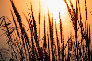 Sonnenuntergang blühen Schilf Blumen sich aalen im das strahlend glühen von das Abend Sonne, Erstellen ein spektakulär Tapisserie von der Natur flüchtig Schönheit im das still Dämmerung Himmel foto