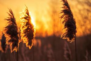 Sonnenuntergang blühen Schilf Blumen sich aalen im das strahlend glühen von das Abend Sonne, Erstellen ein spektakulär Tapisserie von der Natur flüchtig Schönheit im das still Dämmerung Himmel foto