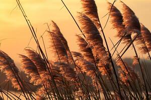 Sonnenuntergang blühen Schilf Blumen sich aalen im das strahlend glühen von das Abend Sonne, Erstellen ein spektakulär Tapisserie von der Natur flüchtig Schönheit im das still Dämmerung Himmel foto