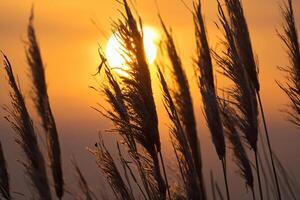 Sonnenuntergang blühen Schilf Blumen sich aalen im das strahlend glühen von das Abend Sonne, Erstellen ein spektakulär Tapisserie von der Natur flüchtig Schönheit im das still Dämmerung Himmel foto