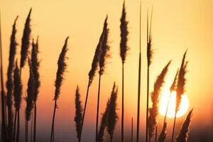 Sonnenuntergang blühen Schilf Blumen sich aalen im das strahlend glühen von das Abend Sonne, Erstellen ein spektakulär Tapisserie von der Natur flüchtig Schönheit im das still Dämmerung Himmel foto