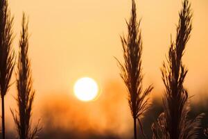 Sonnenuntergang blühen Schilf Blumen sich aalen im das strahlend glühen von das Abend Sonne, Erstellen ein spektakulär Tapisserie von der Natur flüchtig Schönheit im das still Dämmerung Himmel foto