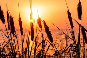 Sonnenuntergang blühen Schilf Blumen sich aalen im das strahlend glühen von das Abend Sonne, Erstellen ein spektakulär Tapisserie von der Natur flüchtig Schönheit im das still Dämmerung Himmel foto