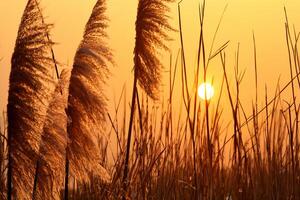 Sonnenuntergang blühen Schilf Blumen sich aalen im das strahlend glühen von das Abend Sonne, Erstellen ein spektakulär Tapisserie von der Natur flüchtig Schönheit im das still Dämmerung Himmel foto