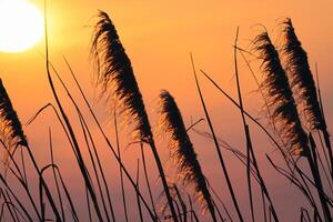 Sonnenuntergang blühen Schilf Blumen sich aalen im das strahlend glühen von das Abend Sonne, Erstellen ein spektakulär Tapisserie von der Natur flüchtig Schönheit im das still Dämmerung Himmel foto