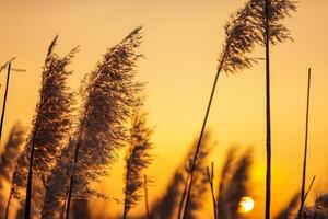 Sonnenuntergang blühen Schilf Blumen sich aalen im das strahlend glühen von das Abend Sonne, Erstellen ein spektakulär Tapisserie von der Natur flüchtig Schönheit im das still Dämmerung Himmel foto