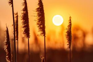 Sonnenuntergang blühen Schilf Blumen sich aalen im das strahlend glühen von das Abend Sonne, Erstellen ein spektakulär Tapisserie von der Natur flüchtig Schönheit im das still Dämmerung Himmel foto