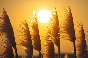 Sonnenuntergang blühen Schilf Blumen sich aalen im das strahlend glühen von das Abend Sonne, Erstellen ein spektakulär Tapisserie von der Natur flüchtig Schönheit im das still Dämmerung Himmel foto