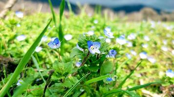 Blau Blumen auf Wiese, Frühling, blühen foto