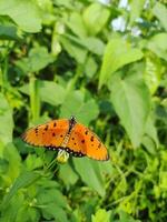 schön Schmetterling Verbreitung Flügel auf ein Blume foto