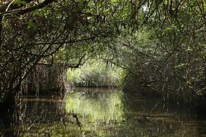 Lagune mit Mangrove Bäume im Benin foto