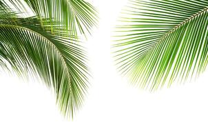 Kokosnuss Palme Blätter isoliert auf Weiß Hintergrund foto