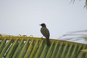 Vogel auf Palmblatt foto