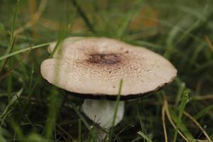 groß Sonnenschirm Pilz foto