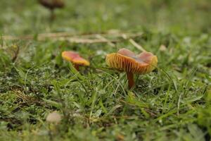 Zinnober Wachskappe wenig Pilz im das Gras foto