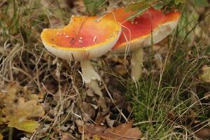 fliegen Agaric ein schön Pilz foto