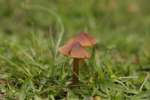 Zinnober Wachskappe wenig Pilz im das Gras foto