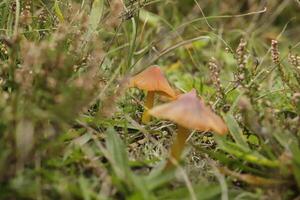 Zinnober Wachskappe wenig Pilz im das Gras foto