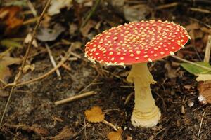 fliegen Agaric ein schön Pilz foto