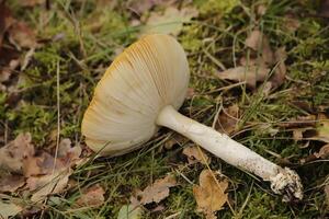 fliegen Agaric ein schön Pilz foto