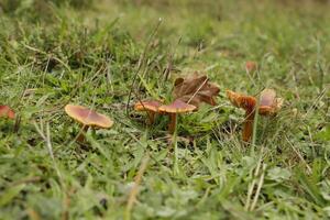 Zinnober Wachskappe wenig Pilz im das Gras foto