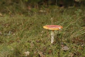 fliegen Agaric ein schön Pilz foto