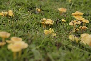 struppig Betrüger Pilz foto