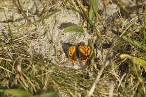 rußig Kupfer Schmetterling foto