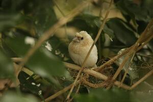 Gesellschaft Fink oder bengalisch Fink, diese Vogel tut nicht auftreten im das wild. foto