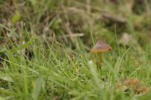 Pilz im das Gras foto