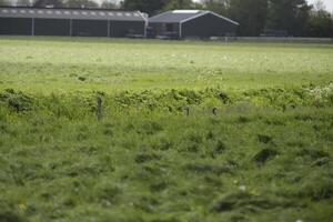 Grauschenkel Gans mit yound Einsen foto