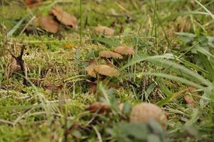 Pilz im das Gras foto