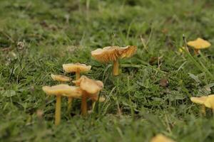 struppig Betrüger Pilz foto