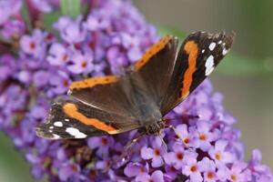 rot Admiral Schmetterling Getränke Nektar von das Schmetterling Busch. rot Admiral Schmetterling fliegt alle das Weg von Afrika zu Nord Europa alle das Weg von Afrika zu Nord Europa foto