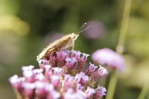 Distel Schmetterling ist ein Orange schwarz Schmetterling foto