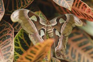 Atlas Motte ist ein enorm Schmetterling das Flügel sieht aus mögen ein Schlange foto