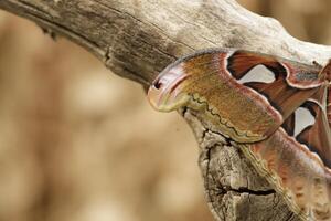 Atlas Motte ist ein enorm Schmetterling das Flügel sieht aus mögen ein Schlange foto