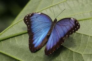 Blau Morpho Schmetterling ist ein enorm Schmetterling von Über 12 cm foto