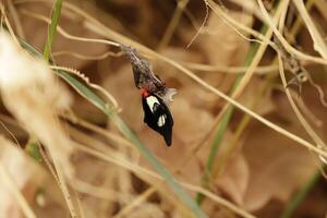 Bürste Fuß Schmetterlinge, häufig bekannt wie das Langflügel oder Helikonier foto