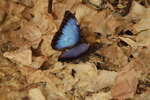 Blau Morpho Schmetterling ist ein enorm Schmetterling von Über 12 cm foto