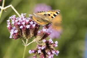 Distel Schmetterling ist ein Orange schwarz Schmetterling foto