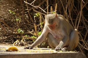 Affe isst Früchte von das Boden foto