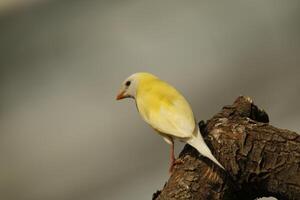 Gelb atlantisch Kanarienvogel foto