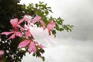 Blume und Baum, kreativ Fotografie, Doppel Belichtung, foto