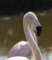 rosa Flamingovogel foto