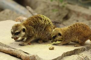 Erdmännchen, komisch afrikanisch Tier foto