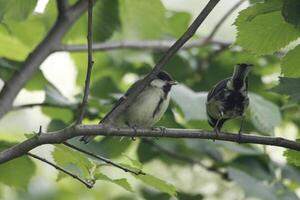 großartig tit Elternteil Einspeisungen Baby Vogel foto