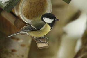 großartig tit ein verbreitet Vogel zu sehen im das Garten foto