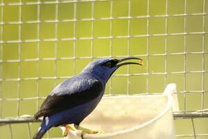 Honig Saugnapf Vogel foto